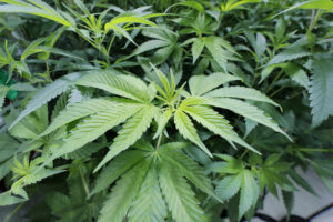 Board of health makes its case for local cannabis regulations